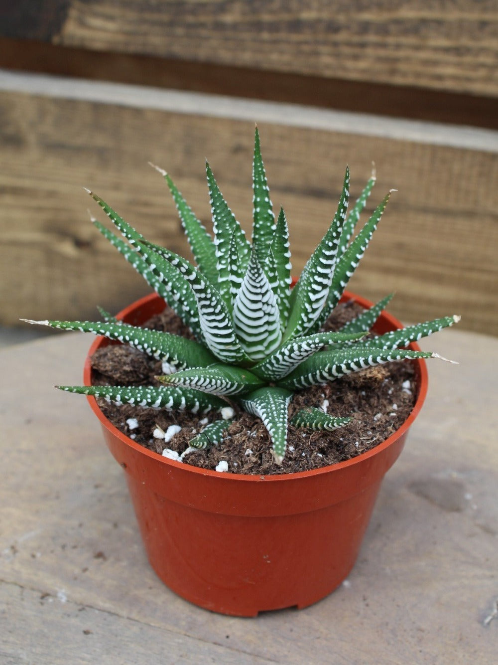 Haworthia Zebra 4''